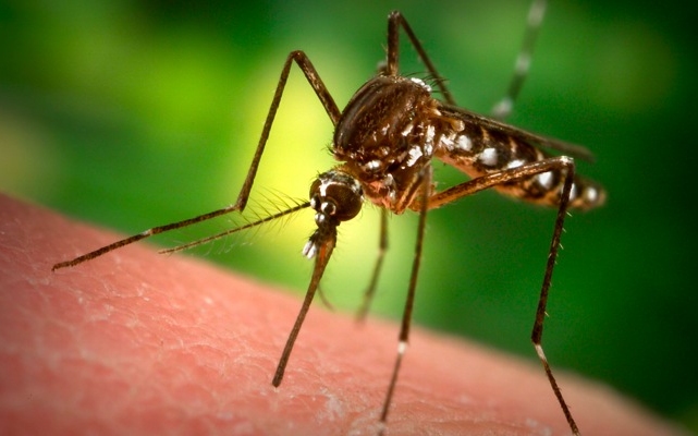 Országszerte elkezdődött a szúnyoglárvák gyérítése 