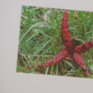 A gombák csodálatos világa Kiállítás