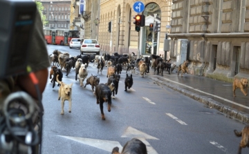 Kétszáz kutyát küld Caness-ba Mundruczó