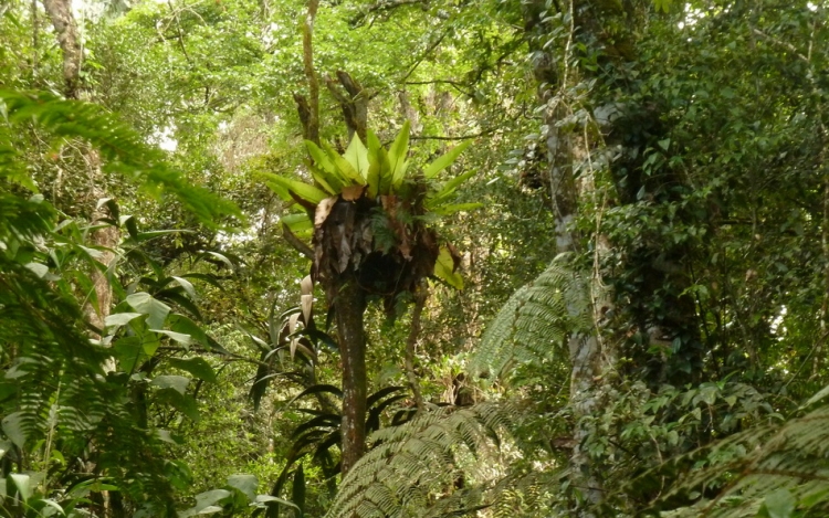 XLaci a maláj dzsungel meghódítására készül 