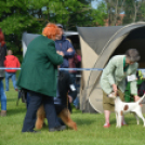 CAC kutyakiállítás (Fotó: Nagy Mária)