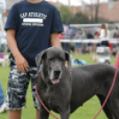 Mosonmagyaróvári Kutyakiállítás