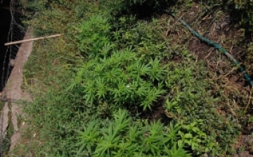 Cannabis a kertben