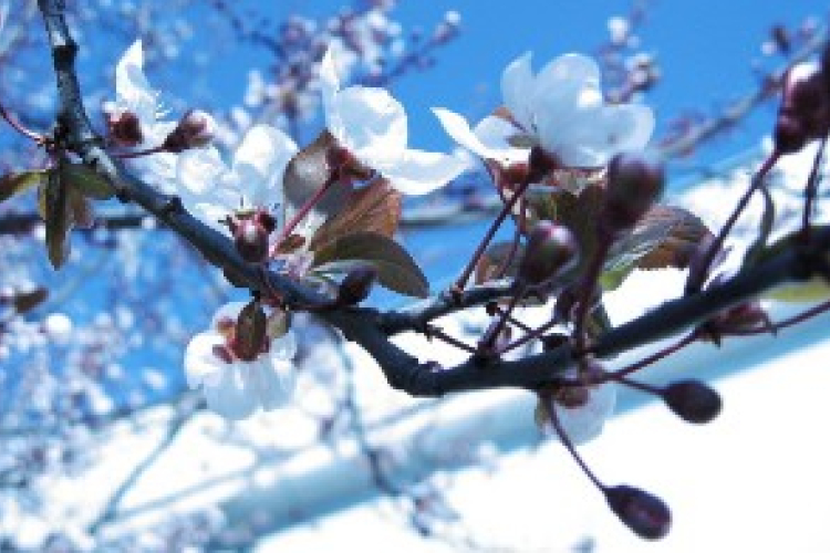 A tél és a tavasz versenyeznek