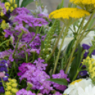 Csengő-Bongo Levenduladélután