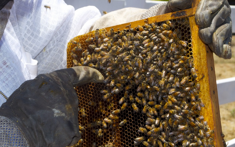 Magyarország megpályázta a 2025-ös méhészeti világkiállítás rendezését