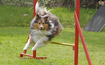 IV. Szigetköz Agility Kupa