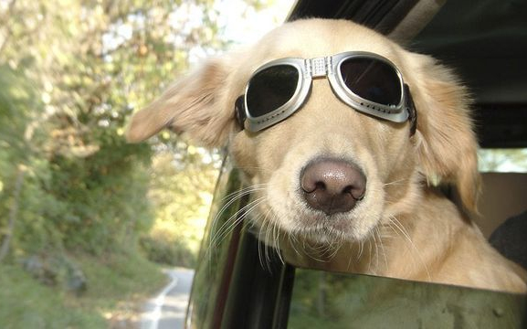 Figyelmesen a kánikulában!