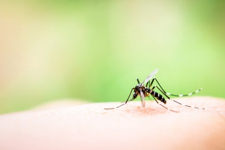 Katasztrófavédelem: a Duna teljes szakaszán irtják a szúnyogot
