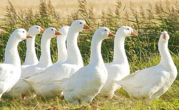 A hazai liba- és kacsatermékeket ajánlja Márton napra a terméktanács