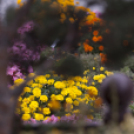 KultUtca - Őszköszöntő 