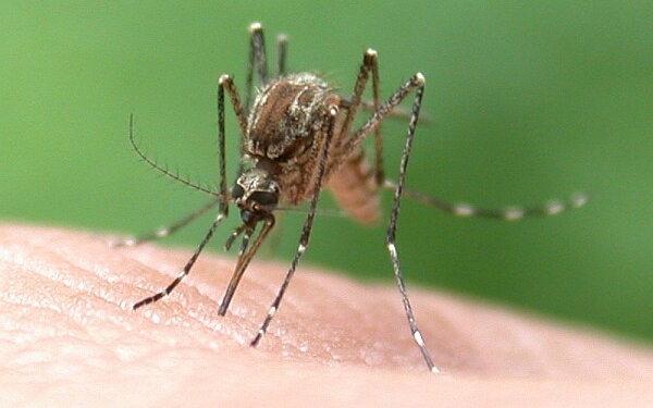 Hogyan védekezzünk a szúnyogok ellen?