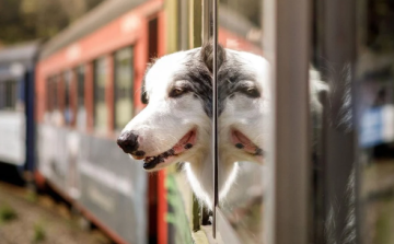 Zárt doboz nélkül, szájkosárral és pórázzal is lehet kutyákat vinni a balatoni vonatokon