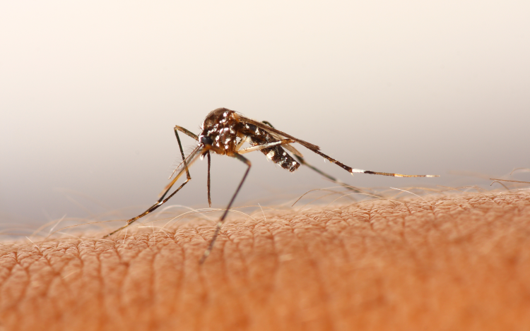 Megkezdik a szúnyoggyérítést Mosonmagyaróváron