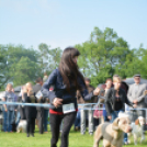 CAC kutyakiállítás (Fotó: Nagy Mária)