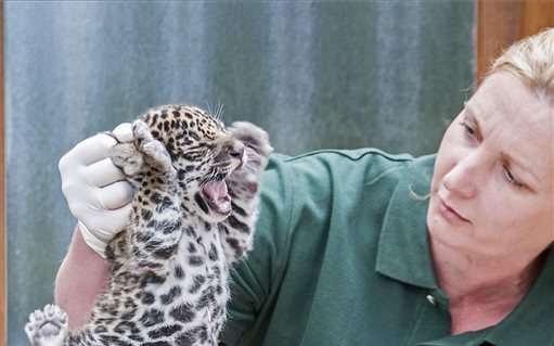 Jaguár született a győri állatkertben