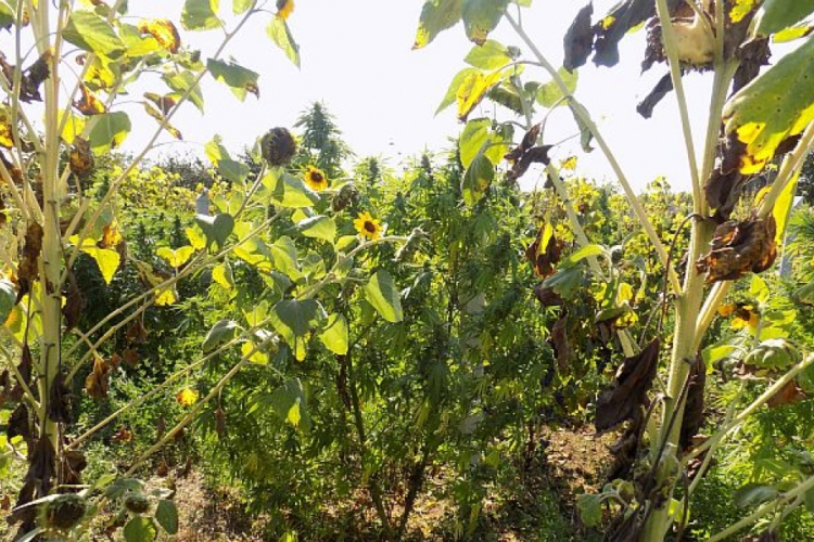 Drogtermesztőt fogtak Mosonmagyaróváron