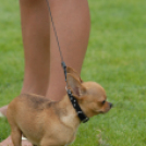 Mosonmagyaróvári Kutyakiállítás