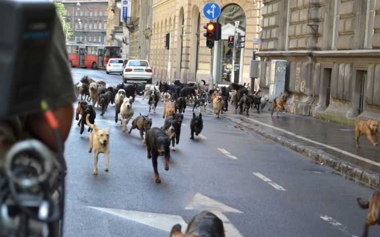 Kétszáz kutyát küld Caness-ba Mundruczó