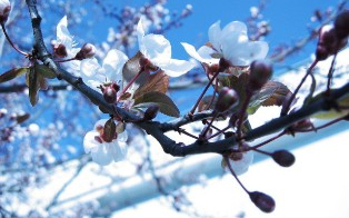 A tél és a tavasz versenyeznek