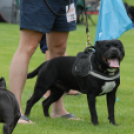 Mosonmagyaróvári Kutyakiállítás