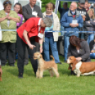 CAC kutyakiállítás (Fotó: Nagy Mária)