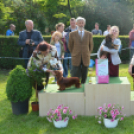 CAC kutyakiállítás (Fotó: Nagy Mária)