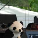 Majális a Wittmann Antal parkban / délelött /  