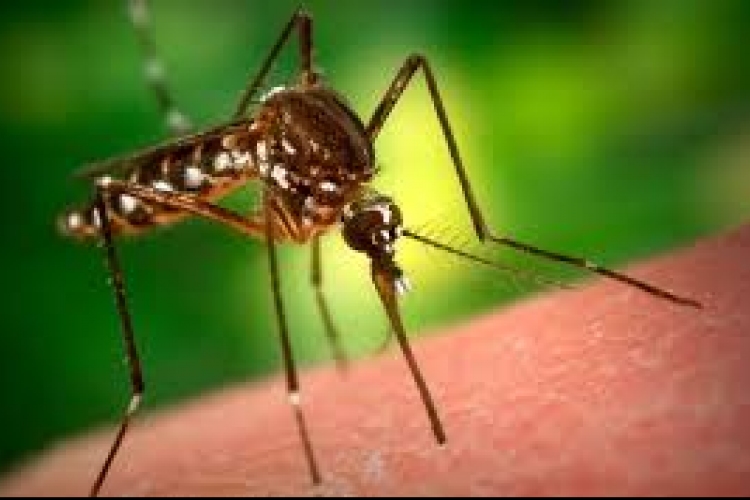 Ezen a héten pótolják a múlt héten elmaradt szúnyogok elleni védekezést