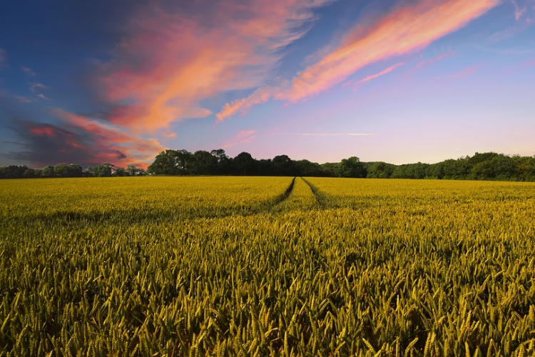 Idén is biztosított a magyarok élelmiszerellátása