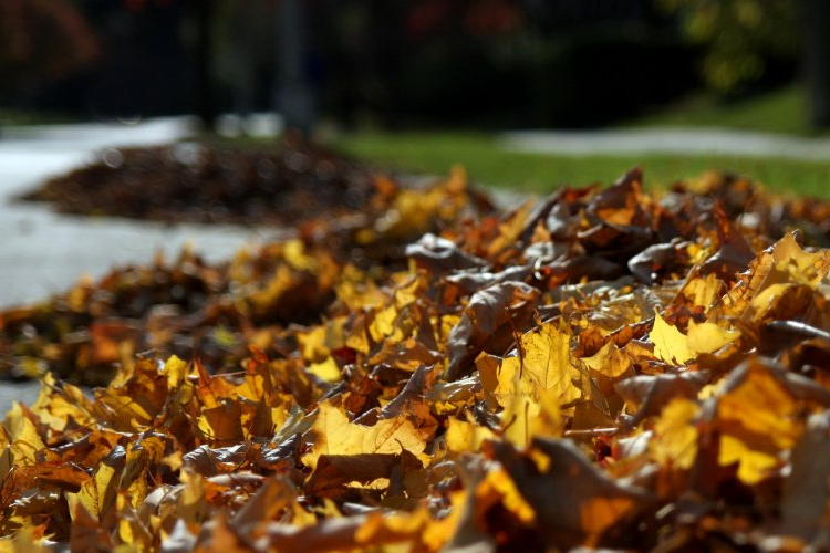 Falevél gyűjtés Mosonmagyaróváron