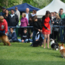 CAC kutyakiállítás (Fotó: Nagy Mária)