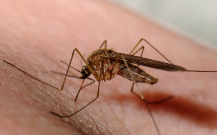 Tizenkét régióban és a Duna menti árterületen folytatódik a szúnyoggyérítés
