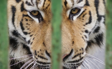 Állatkerti tigris végzett gondozójával Kelet-Kínában