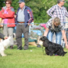 CAC kutyakiállítás (Fotó: Nagy Mária)