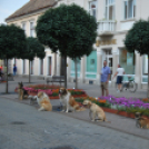 KULT - UTCA Hobbi nap (Fotó: Nagy Mária)