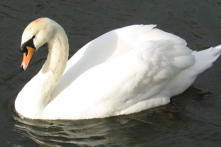 MME: a vízimadarak etetése veszélybe sodorja az állatokat