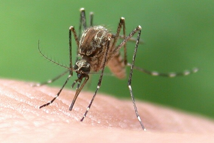 Hogyan védekezzünk a szúnyogok ellen?