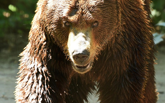 Súlyosan megsebesített egy medve egy nőt Szlovéniában