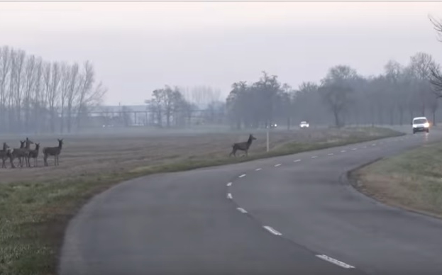 Csodálatos amatőr videó készült Darnózselin.