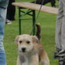 Mosonmagyaróvári Kutyakiállítás