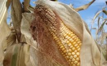 Félmilliárdra büntették a kukoricás csalókat