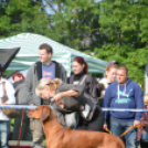 CAC kutyakiállítás (Fotó: Nagy Mária)