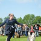 CAC kutyakiállítás (Fotó: Nagy Mária)