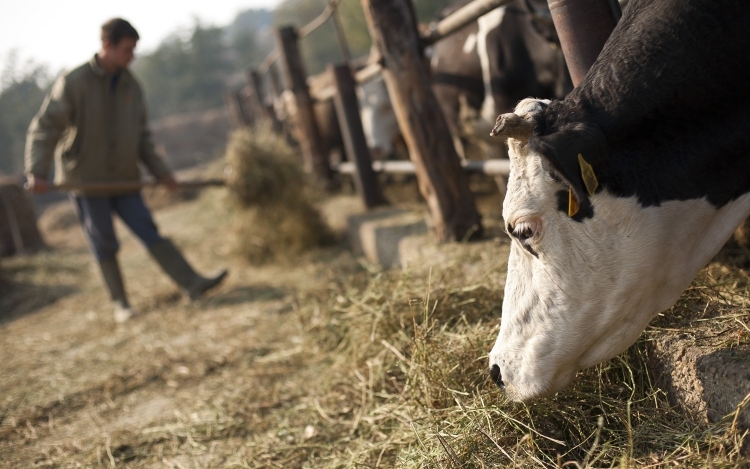 Húzóágazat lett a magyar agrárium