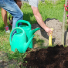 Faültetés az Idősök otthonában