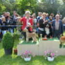 CAC kutyakiállítás (Fotó: Nagy Mária)