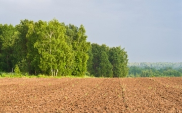 Ez évtől védendő új tájelemek a fa- és bokorcsoportok